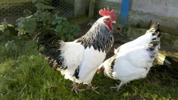 Deux poules dans le jardin