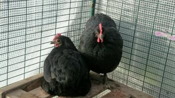 Bantams Australorp, Molly et Mandy.