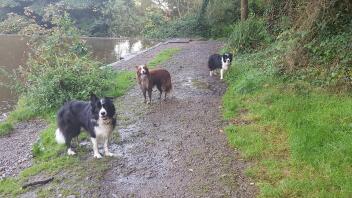 2 noir et blanc et un border collie rouge et blanc