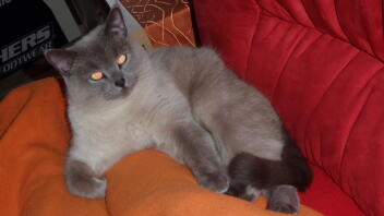 Un chat britannique à poils courts se relaxant sur un canapé.