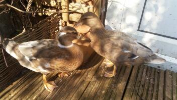 Canards d'appel âgés de 7 à 8 semaines