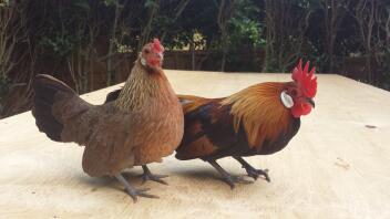 Mes bantams hollandais d'or