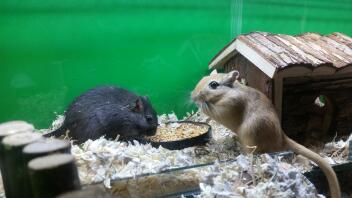 Manger des graines