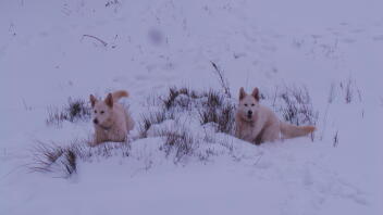 Spook et Willow