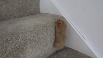 s'échapper