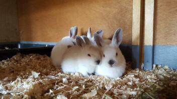 Lapins himalayens de 1 mois