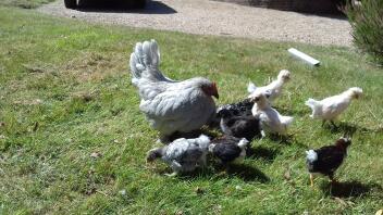 Les Pékin sont de bonnes poules couveuses. Elle a fait éclore d'autres poules