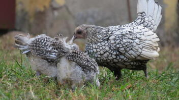 Trois poulets sur de l'herbe