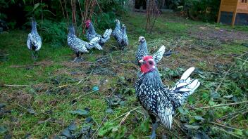 groupe de bebrights d'argent