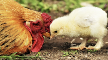 Une mère poule orange et un petit poussin jaune dans un jardin