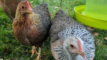 Bantams Welbar Or et Argent