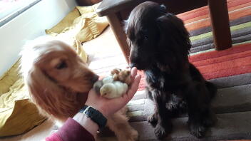 Deux jeunes chiots rencontrant des poussins à l'intérieur montrés par leur propriétaire