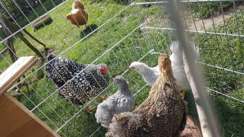 Cinq poulets de chaque côté de la maille wiering