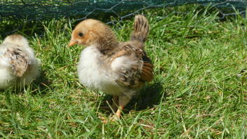 Poussins dans le jardin