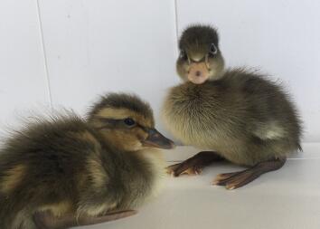 Canards Trout Runner de 2 jours