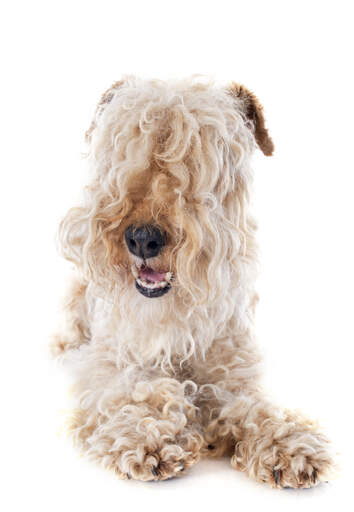 Un jeune lakeland terrier en bonne santé avec ses pieds à poils bouclés et sa longue frange soignée