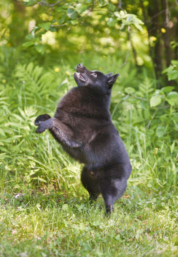 Un schipperke en bonne santé jouant dehors dans l'herbe