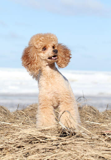 Un caniche miniature adulte en bonne santé, assis patiemment, attendant de jouer