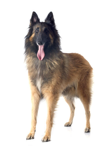 Un chien de berger belge (tervueren) debout avec la langue sortie