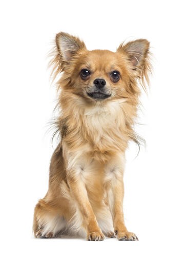 Un magnifique petit chihuahua avec un beau pelage doux et de grandes oreilles pointues