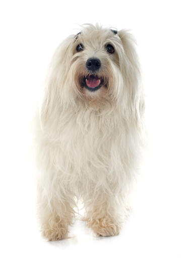 Un coton de tulear heureux avec ses cheveux en nattes