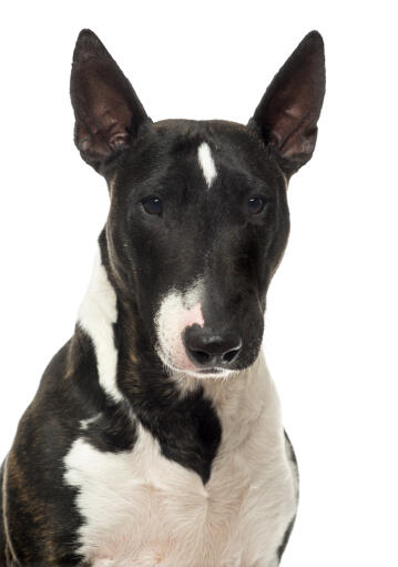 Un gros plan sur les belles oreilles pointues d'un bull terrier miniature