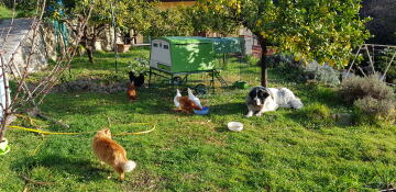 Un grand poulailler vert Cube dans un jardin entouré de poulets et d'un gros chien