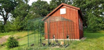 Omlet parcours pour poules relié à un poulailler en bois