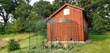 Omlet parcours pour poules relié à un poulailler en bois