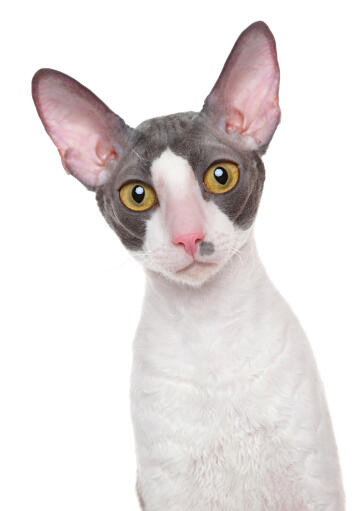 Un beau cornish rex bicolore avec des yeux lden Go