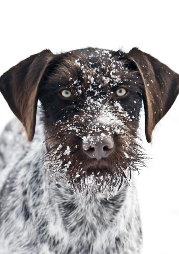 Gros plan sur la barbe et les oreilles pointues d'un pointeur allemand à poil dur Snow.