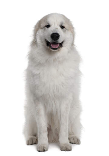 Un jeune chien de montagne pyrénéen avec un beau pelage blanc et doux