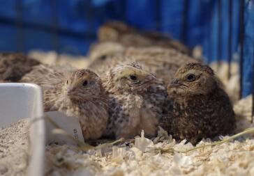 Coturnix Quail étant décontracté