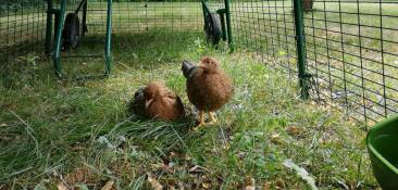 Deux poules dans un parcours attaché à un poulailler Cube 