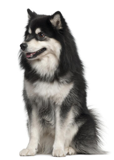 Un lapphund finlandais avec un étonnant manteau épais noir et blanc