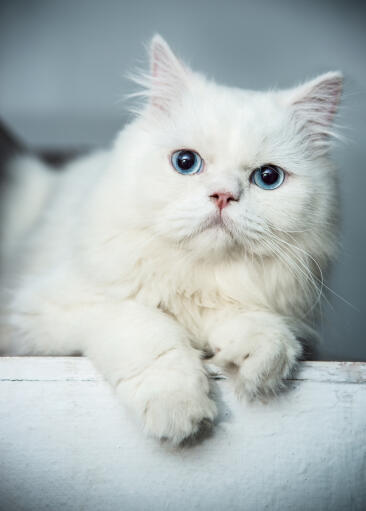Beau portrait de chat persan aux yeux bleus