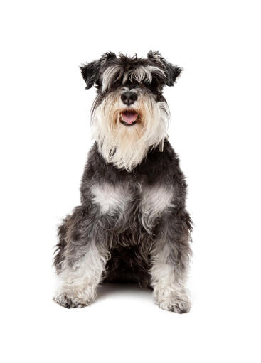 Un schnauzer miniature adulte, noir et blanc, avec un beau poil long et une belle barbe