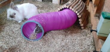 Un cochon d'inde dans un tunnel de jeu rose