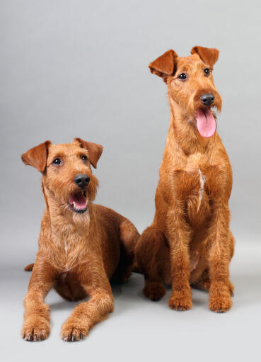 Deux beaux irish terriers assis sagement, attendant un ordre