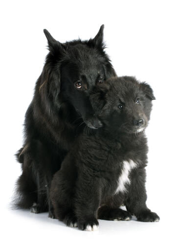 Un chien de berger belge (groenendael) affectueux avec son chiot