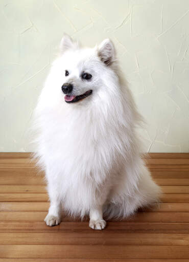 Un beau petit spitz japonais avec une épaisse fourrure blanche et douce