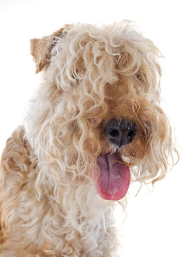 Gros plan sur le pelage épais et bouclé d'un jeune lakeland terrier