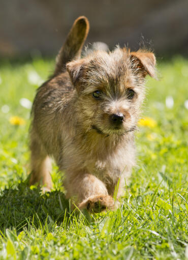 Un norfolk terrier se promenant dans l'herbe, montrant sa belle queue