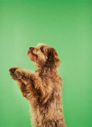 Un beau petit chien de loutre avec un épais pelage brun bouclé