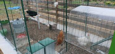 Des poules heureuses