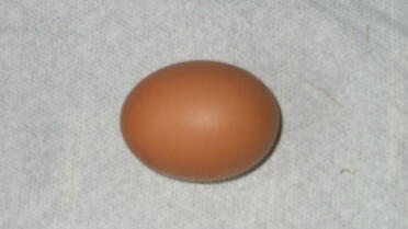 Premier œuf d'Ambre