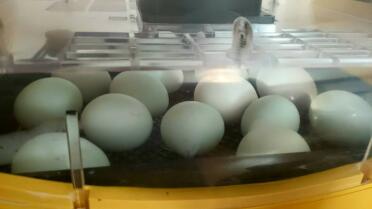 œufs d'araucana prêts à éclore