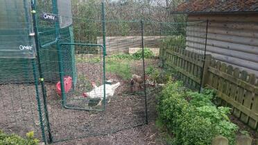 La clôture pour poules Omleten combinaison avec le parc à poules walk and run.