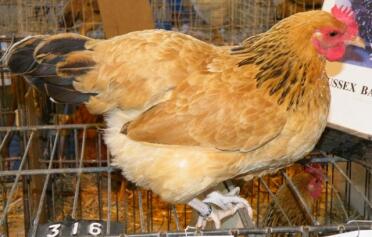 Un Buffle Sussex Bantam Pullet d'Afrique du Sud.