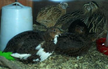 Caille Coturnix